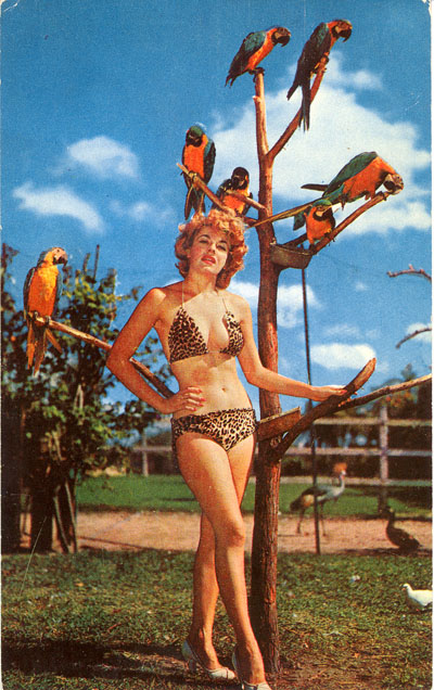 Bunny Yeager Postcard Model with Parrots, FL