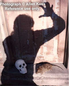 Spooky shadow Skull and dead Rat