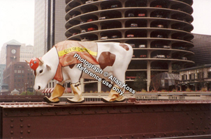 "Cows on Parade," Chicago cow photograph